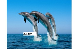 תמונה אכילה דולפינים 5